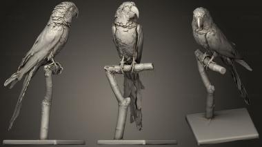 3D model Parrot  cuban Macaw (STL)